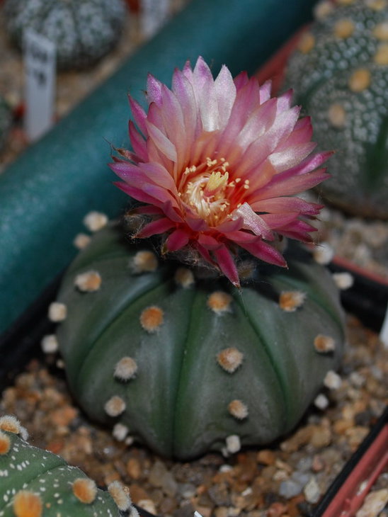 DSC_0947  A. ast. cv. Rote Bluete.jpg