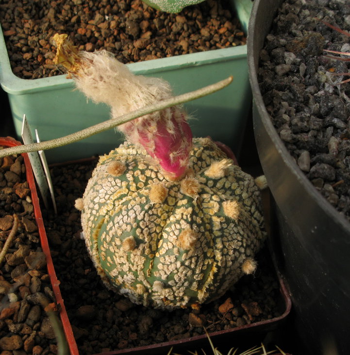 A.asterias, cv.