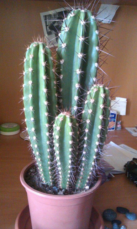 IMAG0395.jpg