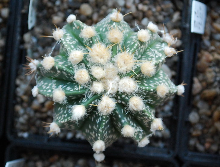 DSC_0974  A. cv. Ooibo.jpg
