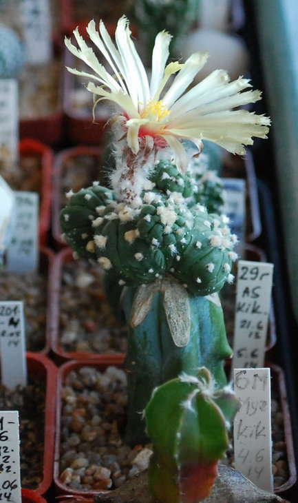 DSC_0986  A. ast. cv. Kikko.jpg