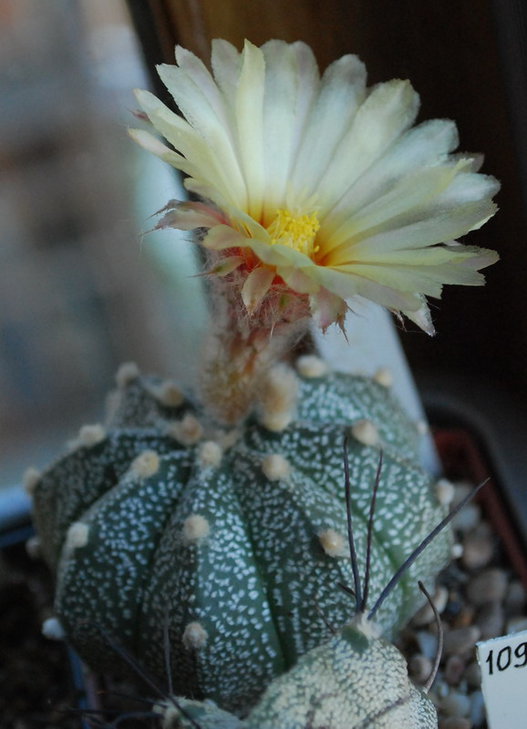 DSC_1009 A. CapAS.jpg