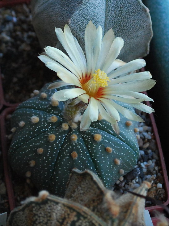 DSC_0991  A. asterias.jpg