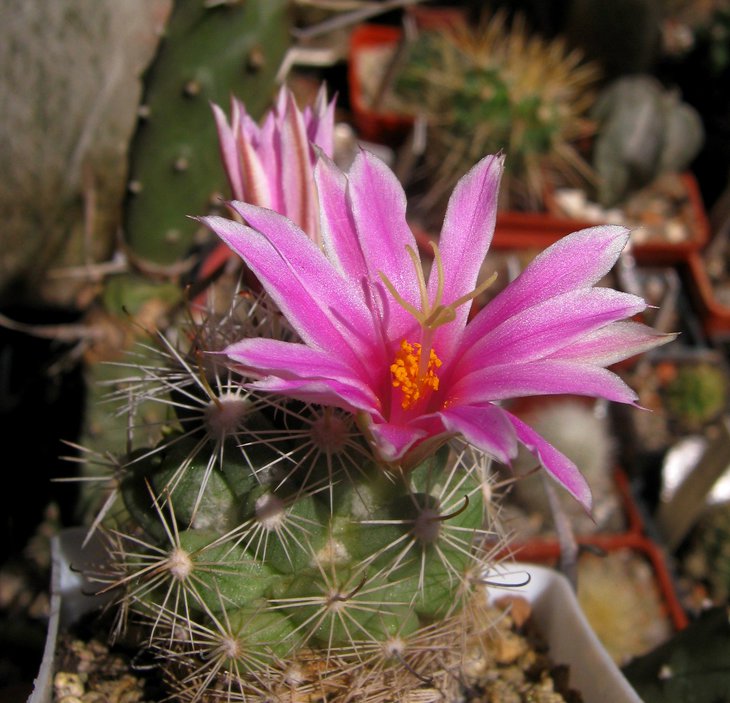 Mammillaria boolii .JPG