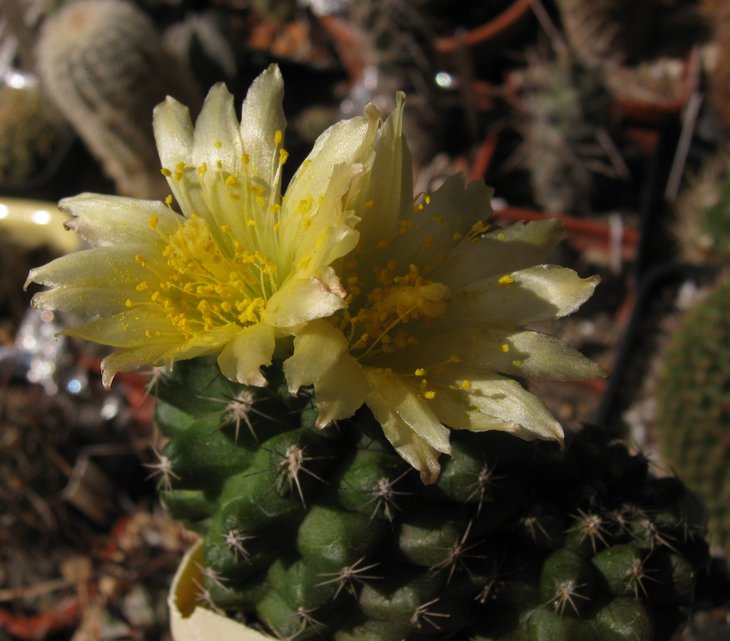 Copiapoa echinus..jpg