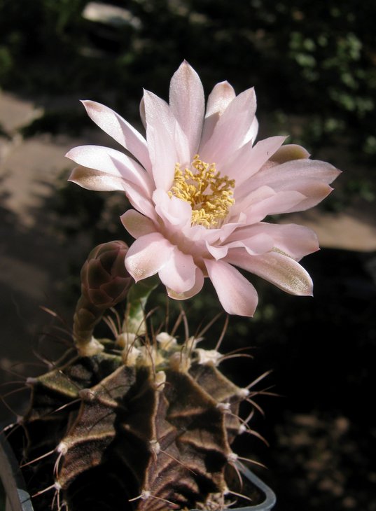 Gymnocalycium friedrichii GN269-461..JPG