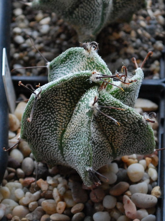 DSC_0981 A. cv. Curlyspine.jpg
