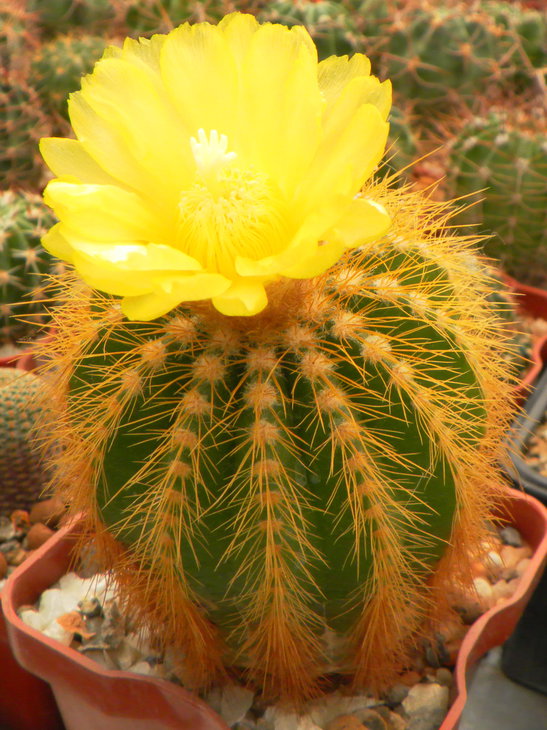 Eriocactus	magnificus<br />к вопросу о возрасте цветения эриокактусов - этот - 2008 г.