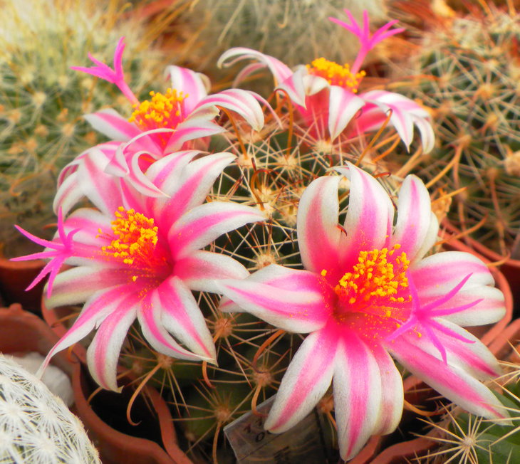Mammillaria	mainiae