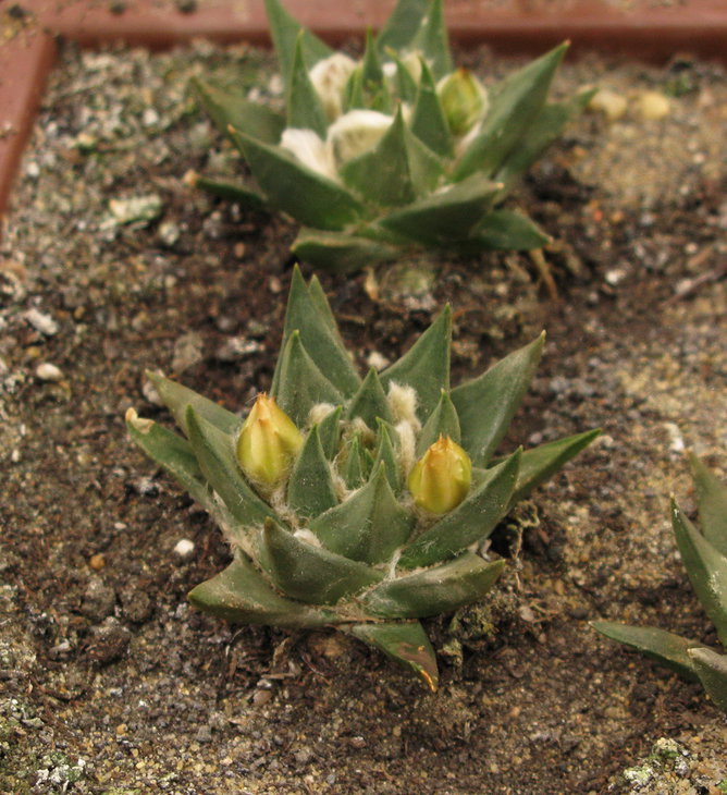 Корнесобственные A.trigonus.