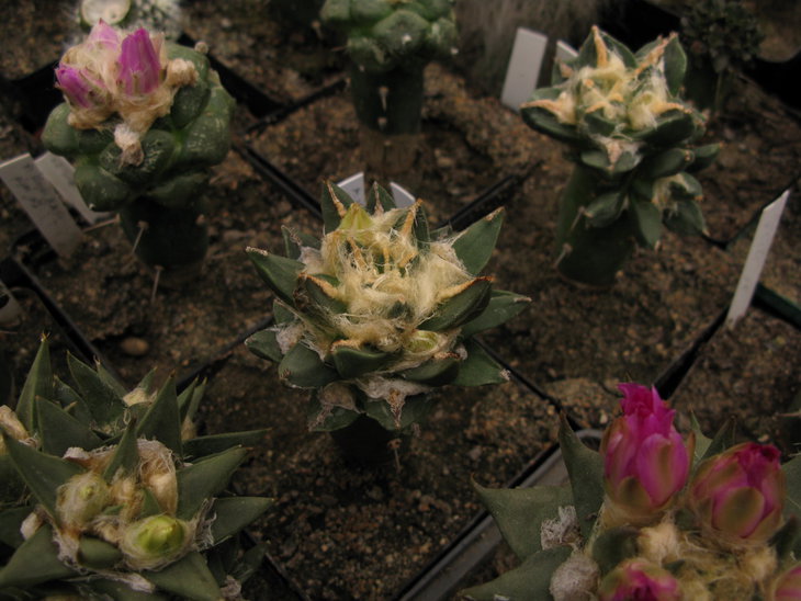 A.retusus cv.pectinatus - красивое растение