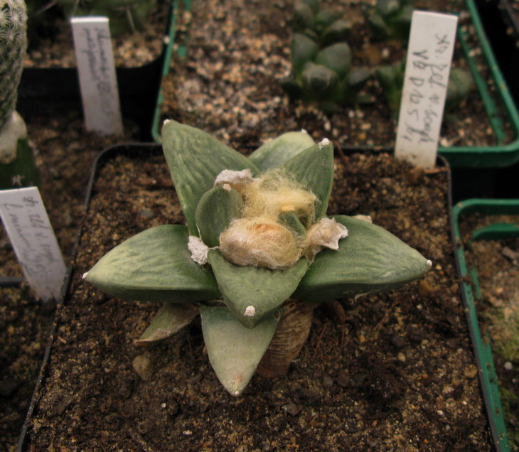 A.retus. VZD 125