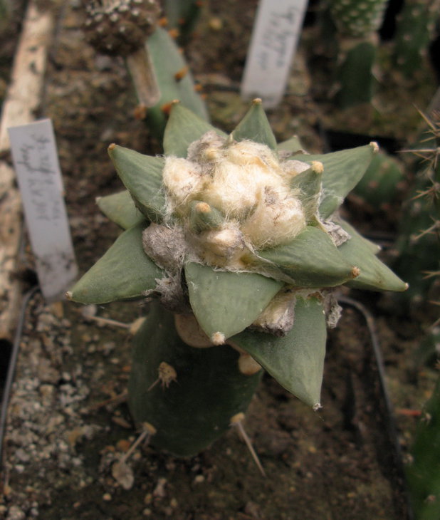A. retusus v. scapharostroides