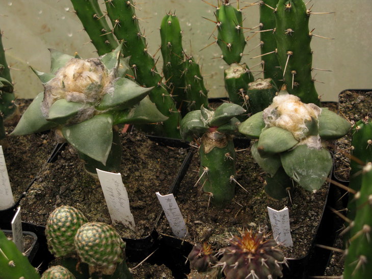 A.confusus 1.jpg