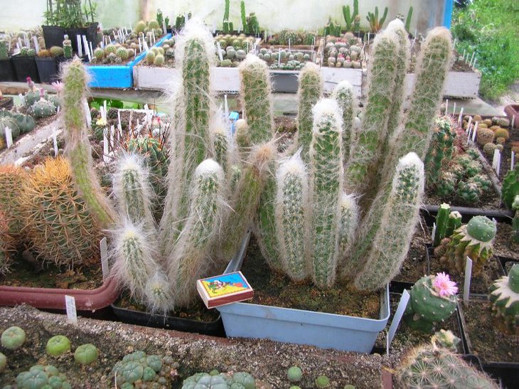 morawetzia sericata