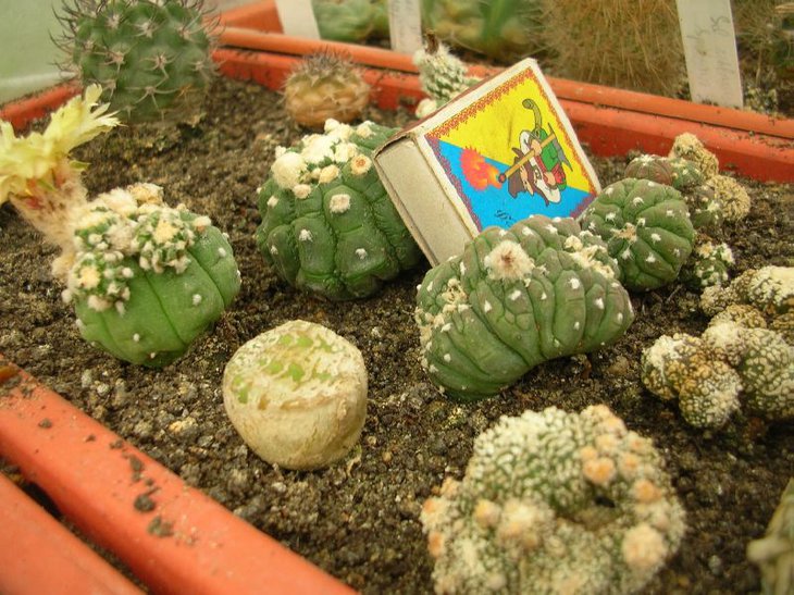 це якісь гібридні астрофітуми. Я їх завжди плутаю - чи то &quot;кікко&quot;, чи &quot;тайбо&quot;...