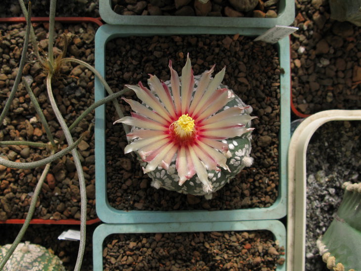Astrophytum asterias гибр.
