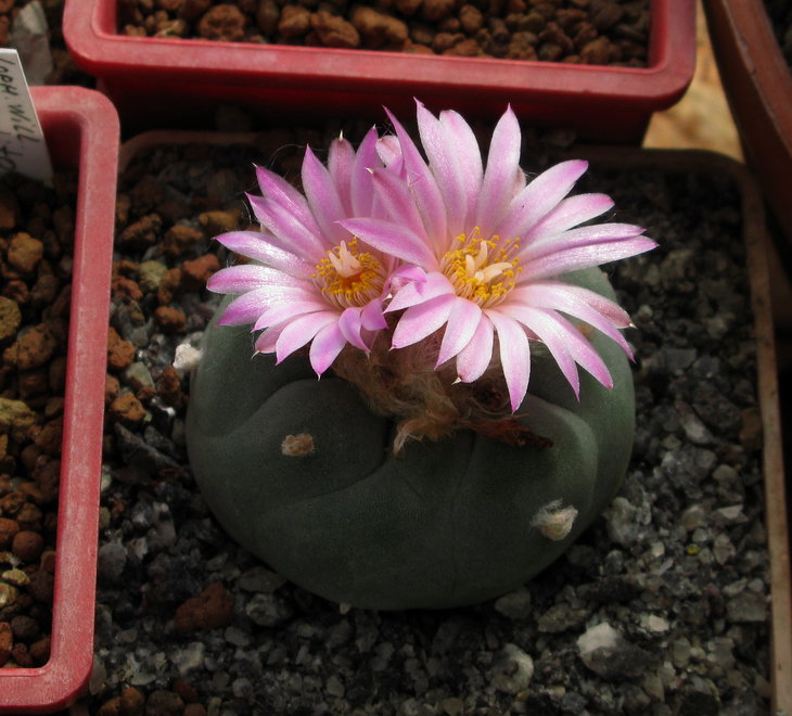 Lophophora fricii (decipiens)