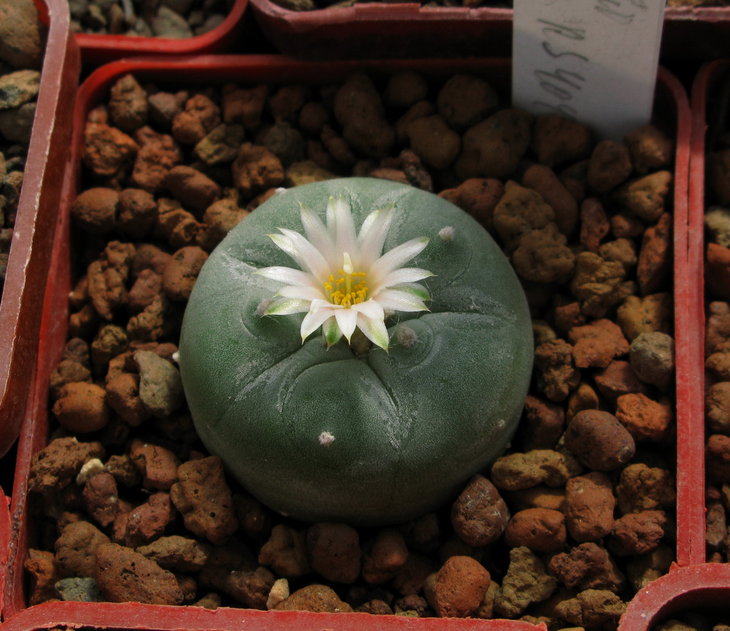 Lophophora fricii (decipiens) v.albiflora RS 404  Первое цветение.