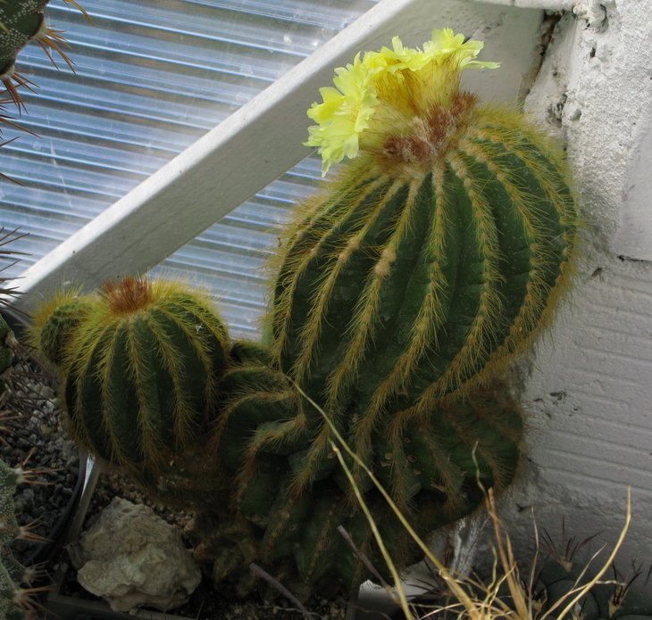 Старючий Eriocactus warasii F. Ritter 1973. Цветение. Боковой побег слева также с бутонами (и тоже дал боковой побег !!!).