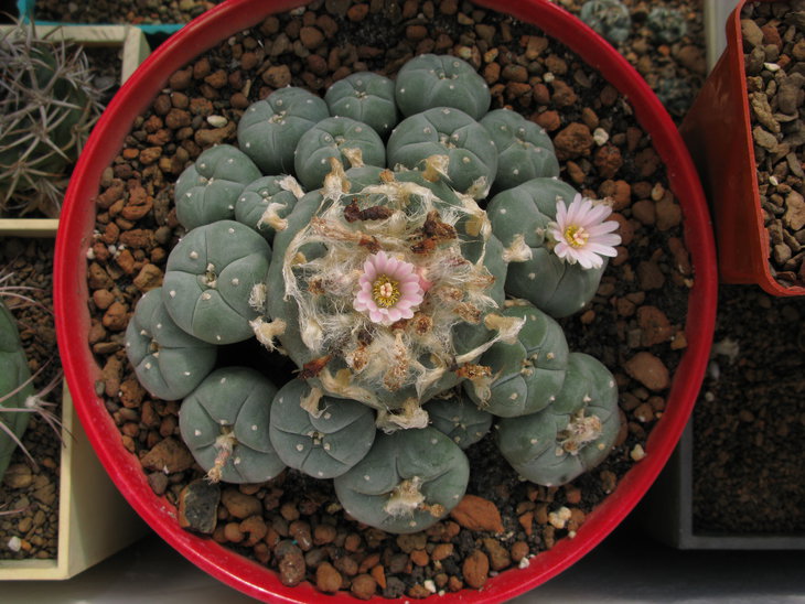 Старая Lophophora williamsii (Lemaire ex Salm-Dyck 1845) Coulter 1894. Плоды, цветки.