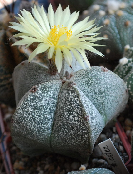 DSC_0979  A. myriostigma.jpg