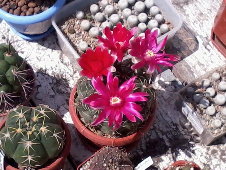 GYMNOKALYCIUM Baldianum 20.072014 (2).jpg