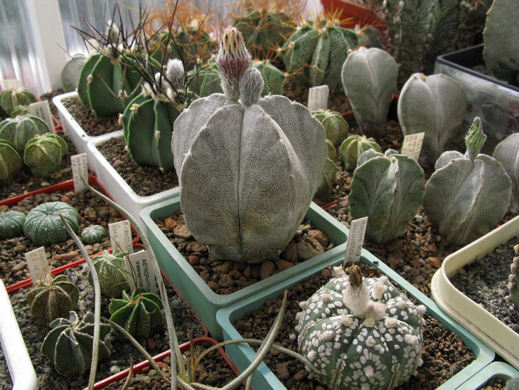 Astrophytum coahuilense (Moller) K. Kayser.