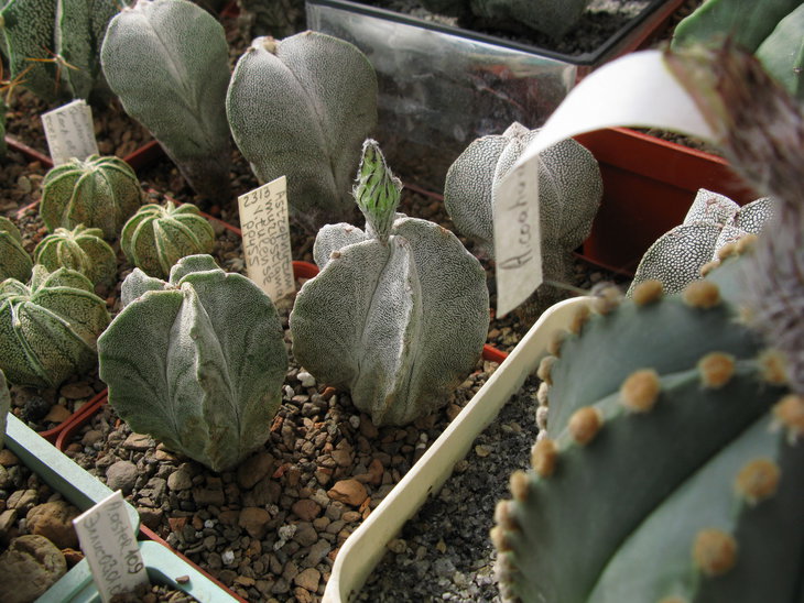 Astrophytum myriostigma subv. tulense (Kays.) Backeberg