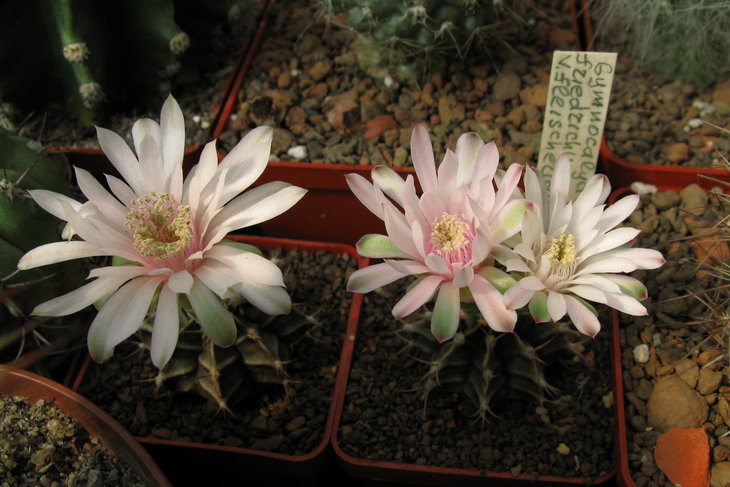 Gymnocalycium friedrichii v. fleischerianum, полученные в этом году от Олега Балановского в качестве &quot;бонуса&quot;. Спасибо, Олег !