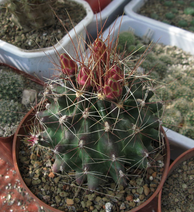 Ferocactus hamatacanthus, Barrel cactus