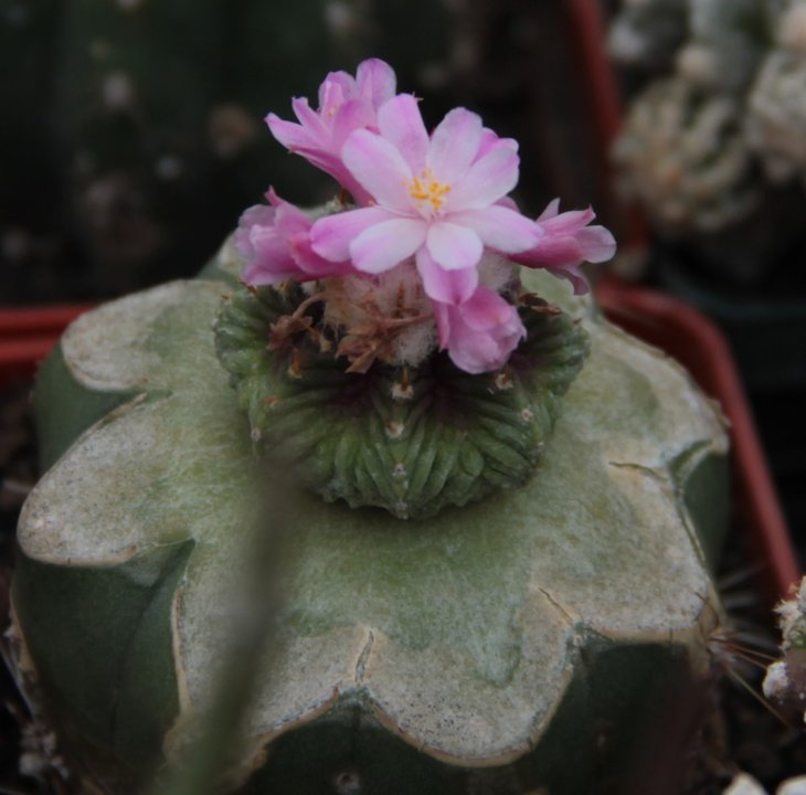 Aztekium ritteri
