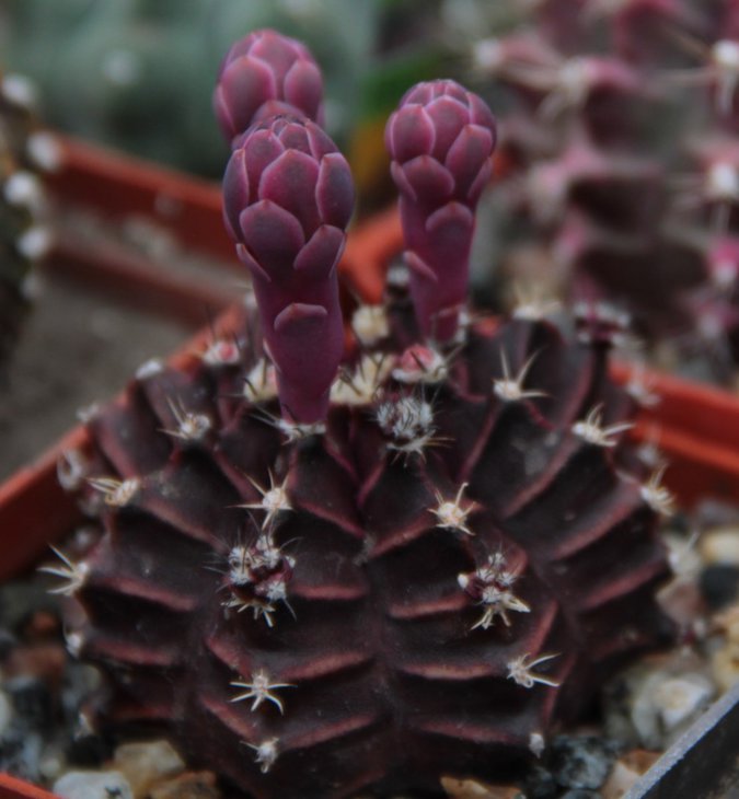 Gymnocalycium mihanovichii cv. HIBOTAN