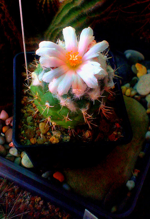 T.lophophoroides  L723 Las Tablas