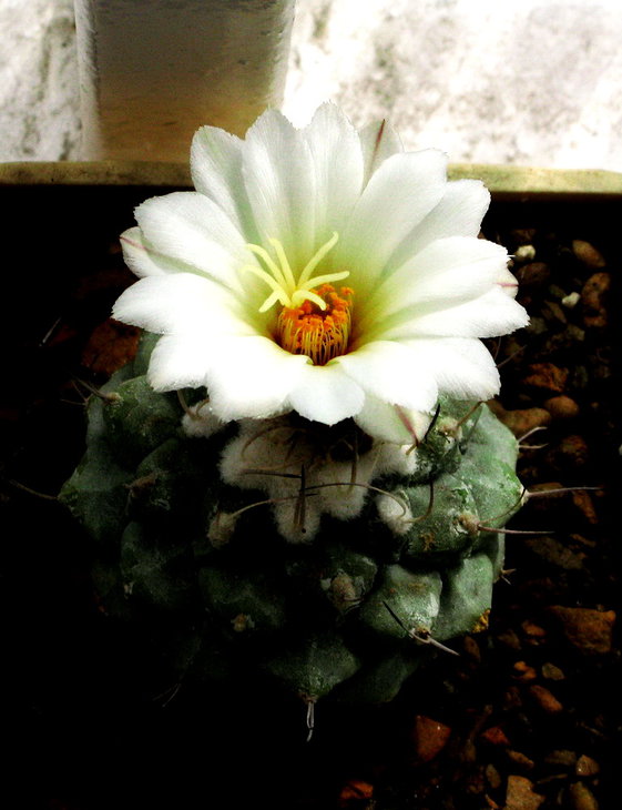 Strombocactus disciformis