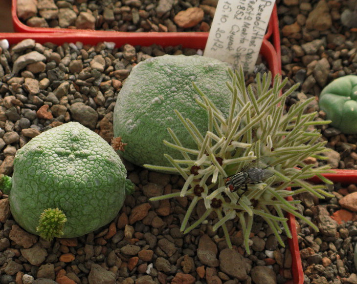 Pseudolithos cubiformis (Bally) Bally.