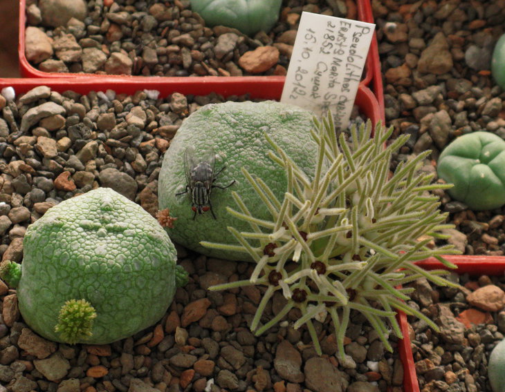 Pseudolithos cubiformis (Bally) Bally.
