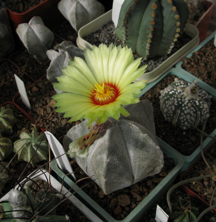 Astrophytum coahuilense, первое цветение.jpg