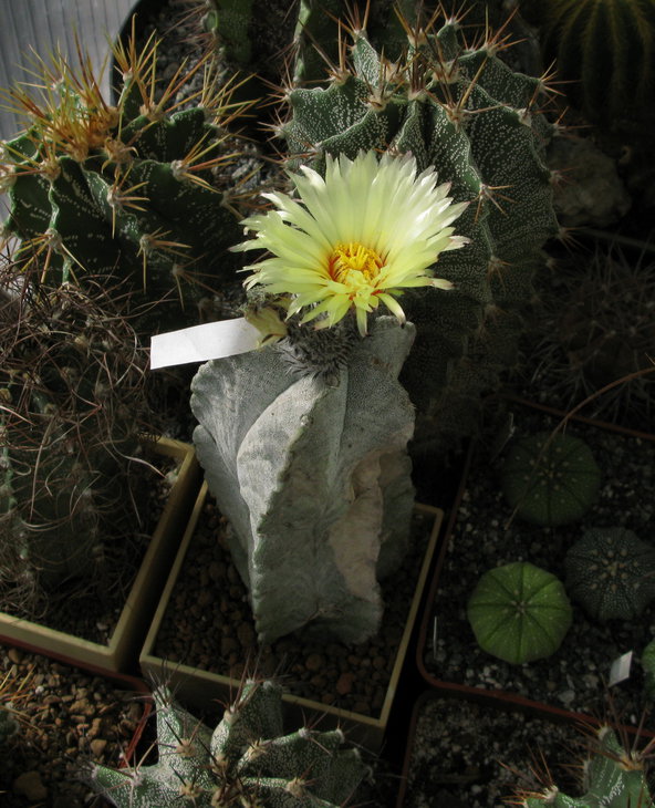 Astrophytum coahuilense Ветеран).jpg