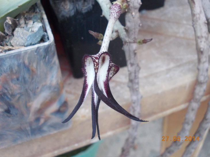 Ceropegia stapelieformis - 2 генотипа