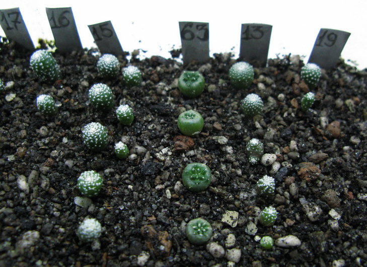 Aztekium ritteri RS 341