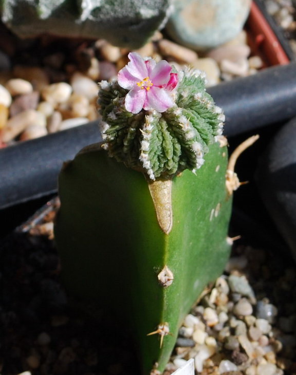 DSC_1013  Aztekium ritteri..jpg