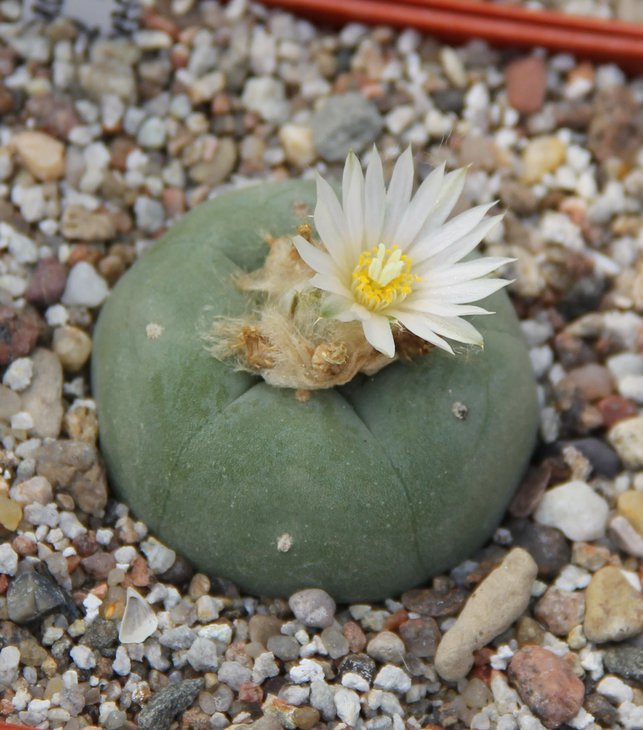 L.diffusa kubesai JJH0010892.JPG