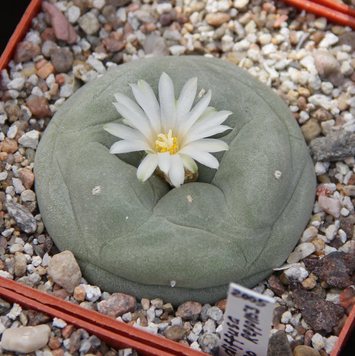 L.diffusa Repp1153.JPG