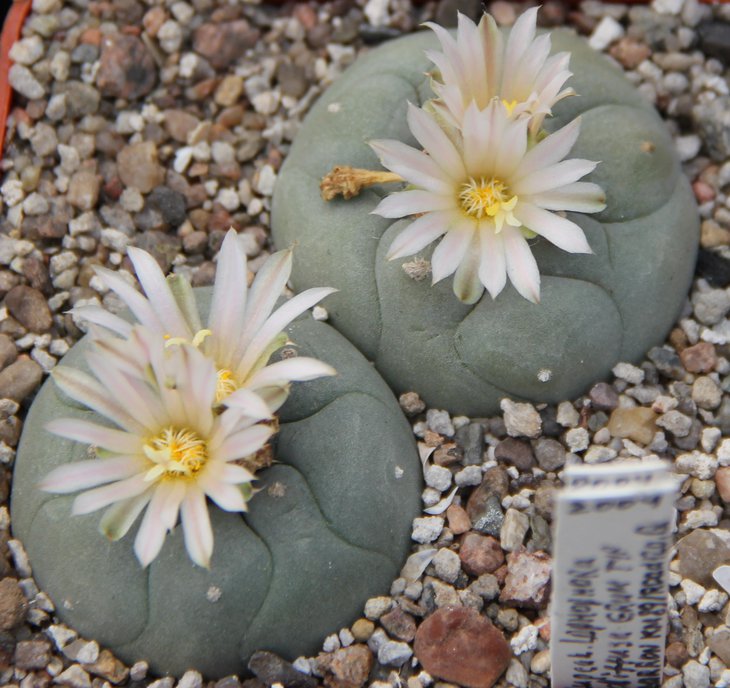 L.diffusa Vizzaron 89km road 120.JPG