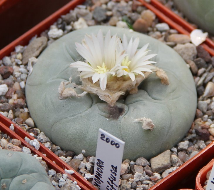 L.diffusa..JPG