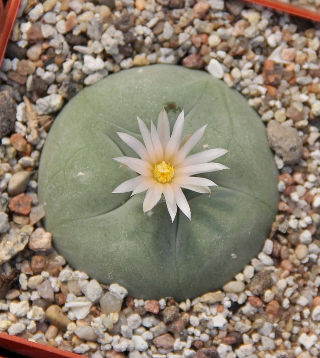 L.diffusa.JPG