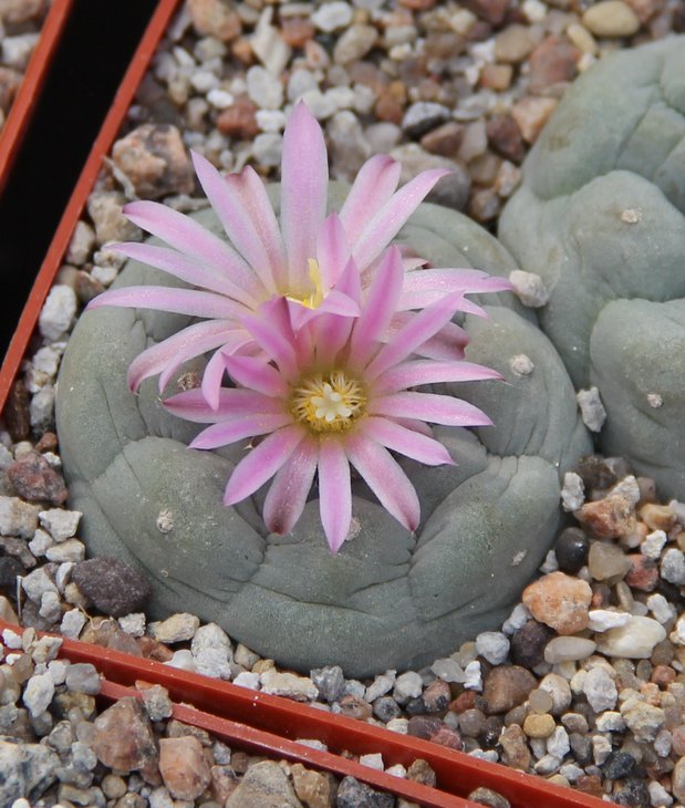 L.fricii Viesca.JPG