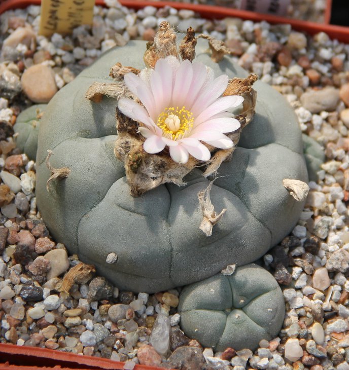 L.villiamsii caespitosa.JPG