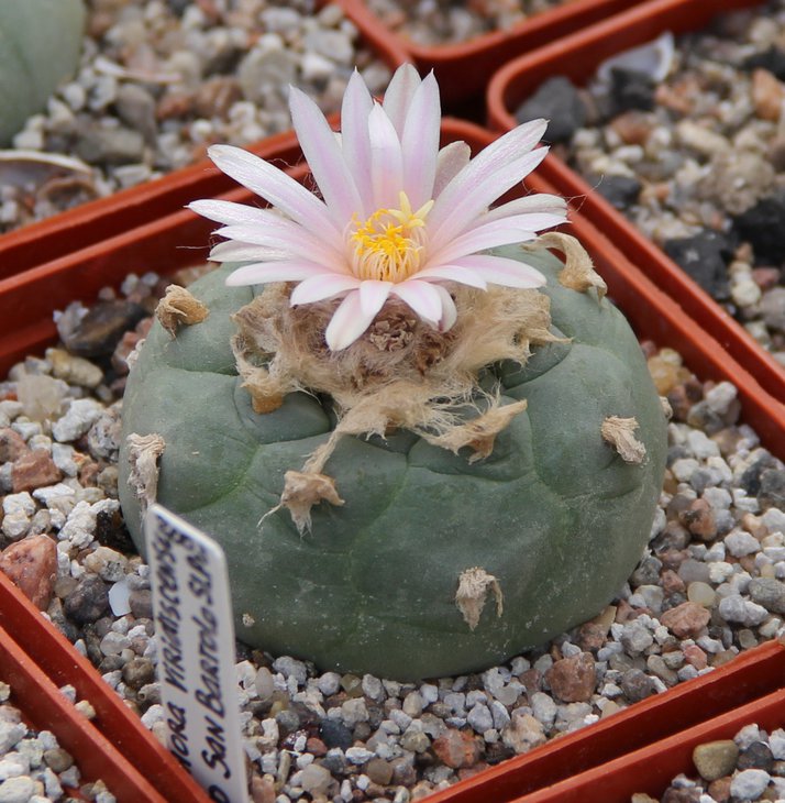 L.viridescense (kohresii) VM050.JPG